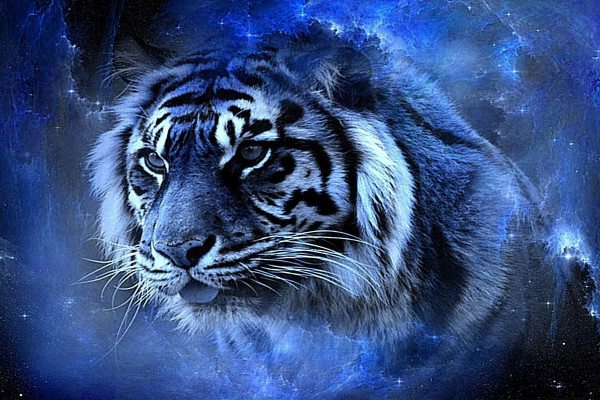 Baby Tiger wallpaper by MODTRON - Download on ZEDGE™