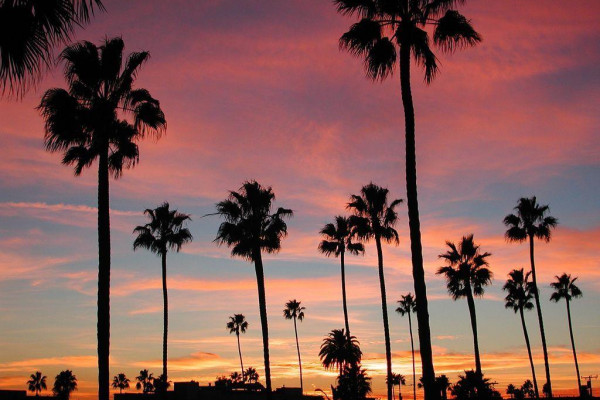 Palm Tree Sunset Wallpapers - Top Free Palm Tree Sunset Backgrounds ...