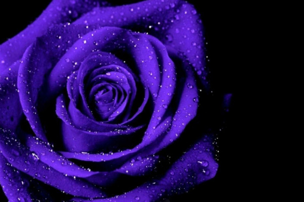 Purple Rose Wallpapers - Top Free