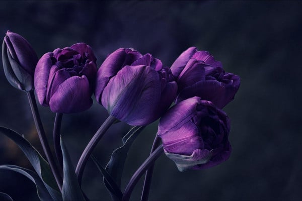 Dark Flowers Desktop Wallpapers - Top Free Dark Flowers Desktop ...