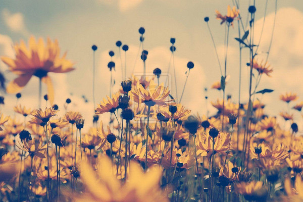 Tumblr Photography Desktop Wallpapers Top Free Tumblr