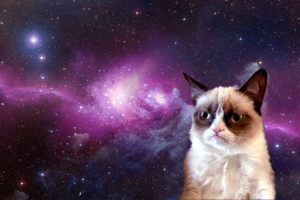 Grumpy Cat Wallpapers - Top Free Grumpy Cat Backgrounds - WallpaperAccess