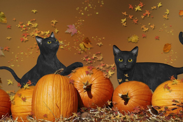 Halloween Cat Desktop