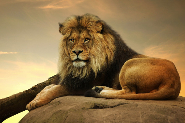 Asiatic Lion Wallpaper