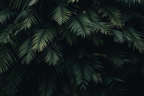 Dark Jungle Wallpapers - Top Free Dark Jungle Backgrounds - WallpaperAccess