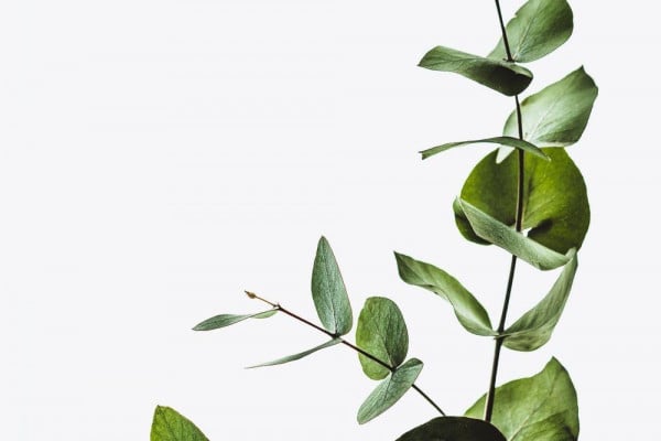 Minimalist Plant Wallpapers - Top Free Minimalist Plant Backgrounds