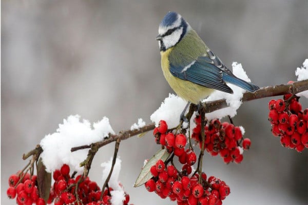 Winter Birds Desktop Wallpaper