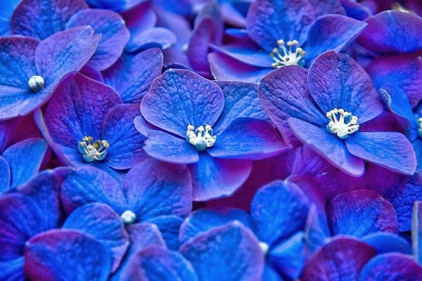 Blue Flowers Desktop Wallpapers - Top Free Blue Flowers Desktop ...