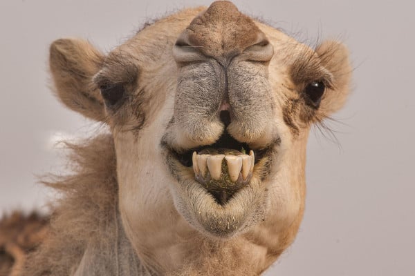Funny Camel Wallpaper