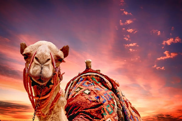 Camel HD Wallpaper