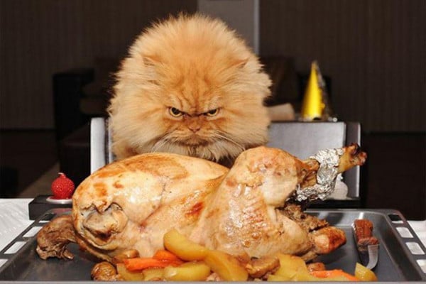 Funny Animal Thanksgiving