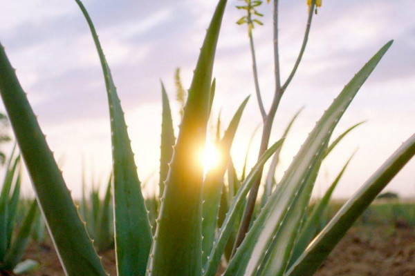 Agave Wallpapers - Top Free Agave Backgrounds - WallpaperAccess