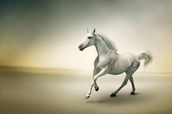 Running Horse Wallpapers - Top Free Running Horse Backgrounds ...