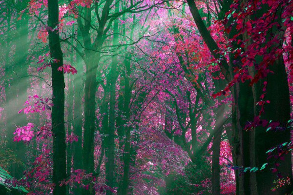 Pink Forest Flower Wallpapers - Top Free Pink Forest Flower Backgrounds ...