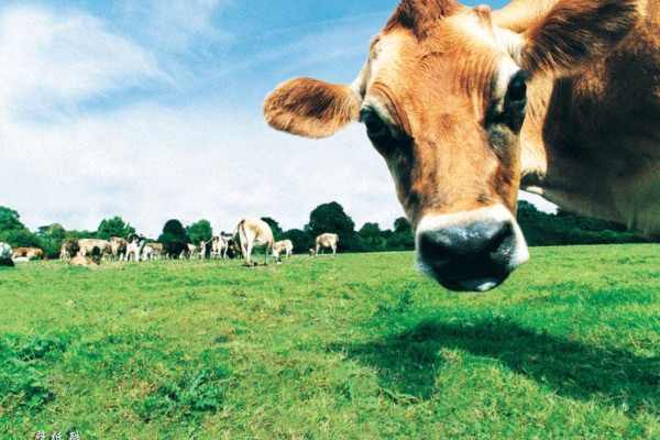 veterinary Wallpapers - Top Free veterinary Backgrounds - WallpaperAccess