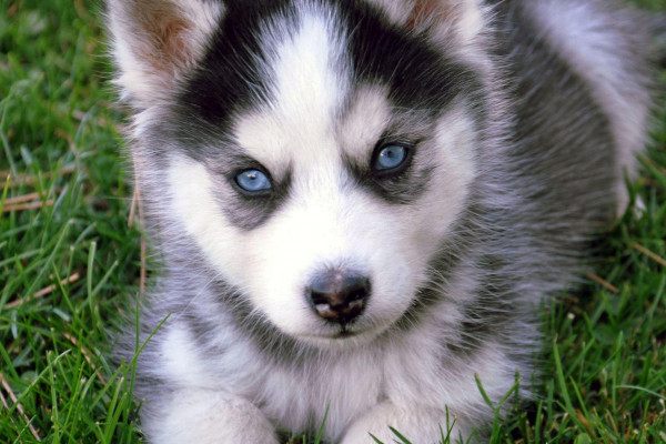 Cute Wolf Puppy Wallpapers - Top Free Cute Wolf Puppy Backgrounds ...