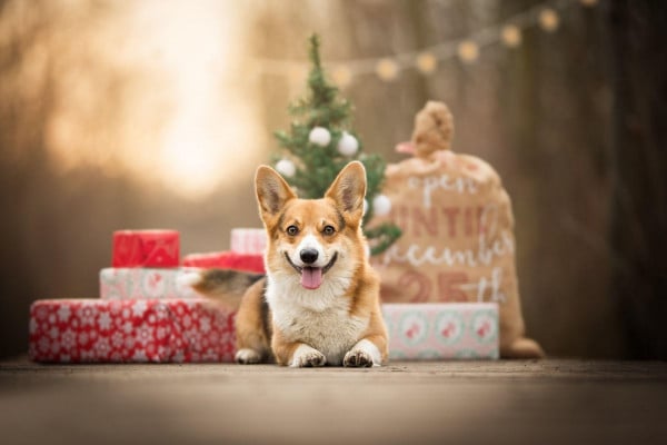 Corgi Desktop Wallpapers - Top Free Corgi Desktop Backgrounds 