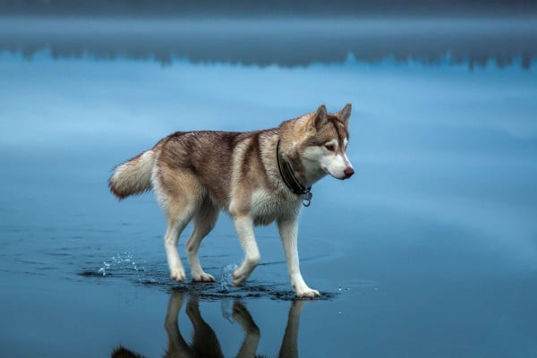 48+ Download gambar anjing husky information