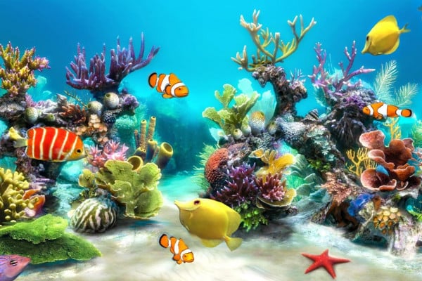 Aquarium Desktop Wallpapers - Top Free Aquarium Desktop Backgrounds ...