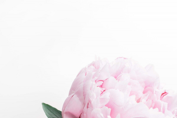 Vintage Peonies Wallpapers - Top Free Vintage Peonies Backgrounds