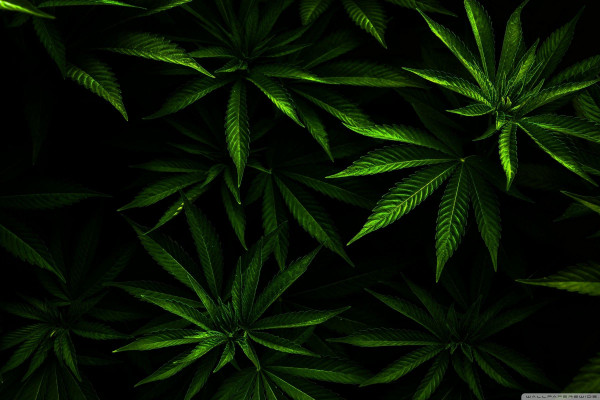 Скачать картинки на компьютер марихуаны пуэр наркотик или нет