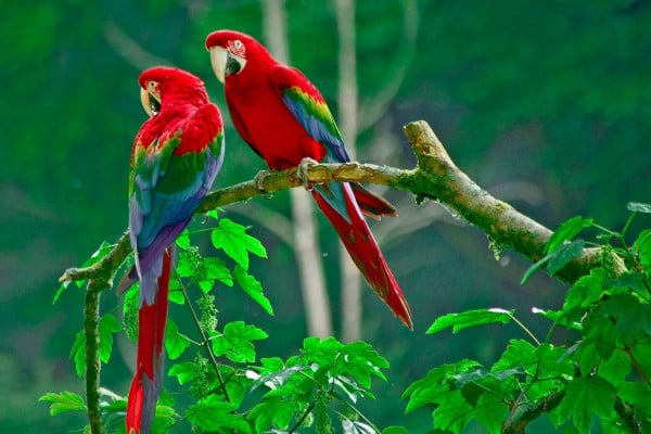 Parrots Wallpaper