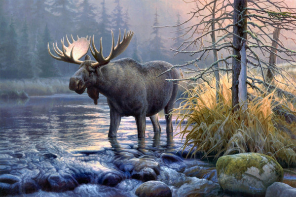 Moose 1080P 2K 4K 5K HD wallpapers free download  Wallpaper Flare