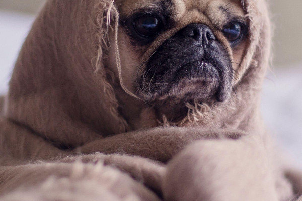 pugs-wallpapers-top-free-pugs-backgrounds-wallpaperaccess