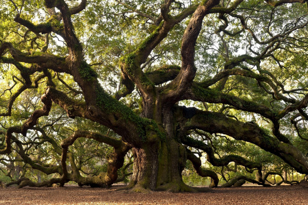 Oak Tree Wallpapers - Top Free Oak Tree Backgrounds - WallpaperAccess