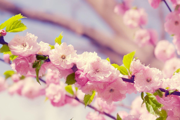 Minimalist Spring Desktop Wallpapers - Top Free Minimalist Spring