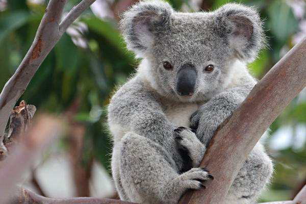 Baby Koala Wallpapers Top Free Baby Koala Backgrounds Wallpaperaccess