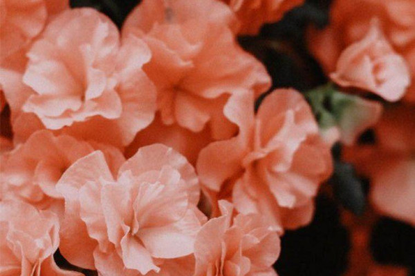 Featured image of post Vintage Peach Flower Aesthetic