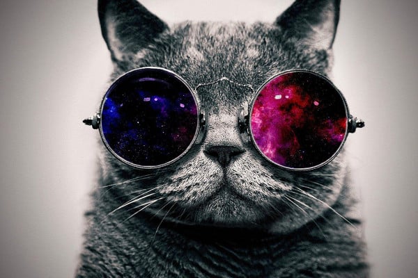 Cat With Sunglasses Wallpapers Top Free Cat With Sunglasses Backgrounds Wallpaperaccess