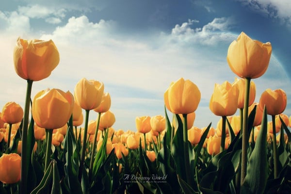 Tulip Wallpapers Top Free Tulip Backgrounds