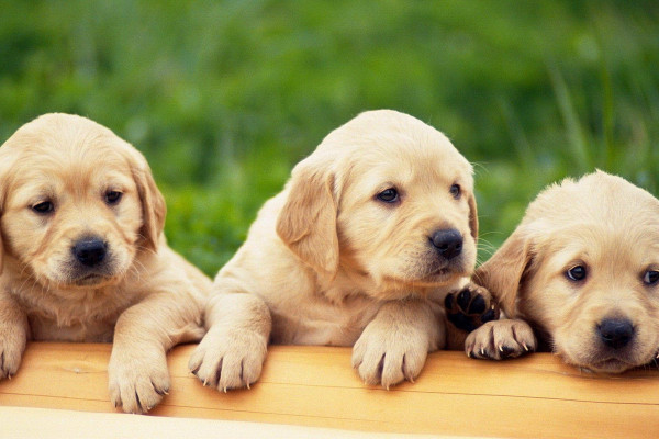 Baby Labrador Wallpapers - Top Free Baby Labrador Backgrounds ...