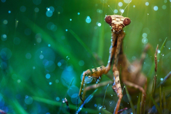 Mantis Wallpaper