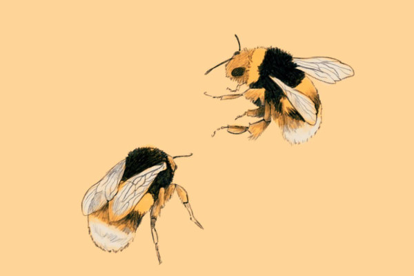 Bees Wallpapers - Top Free Bees Backgrounds - WallpaperAccess