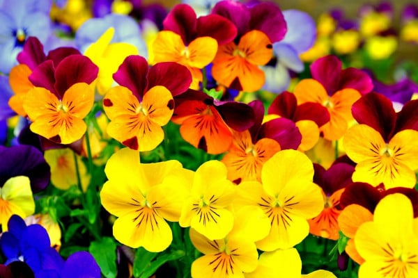 Viola Wallpapers - Top Free Viola Backgrounds - WallpaperAccess