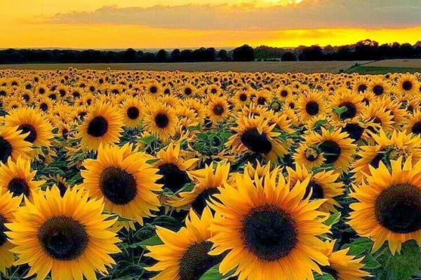 Cute Sunflower Desktop Wallpapers - Top Free Cute Sunflower Desktop ...