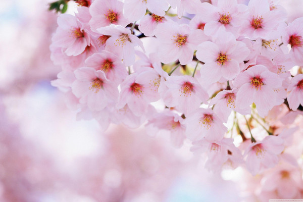 Cherry Blossoms Flowers Wallpaper
