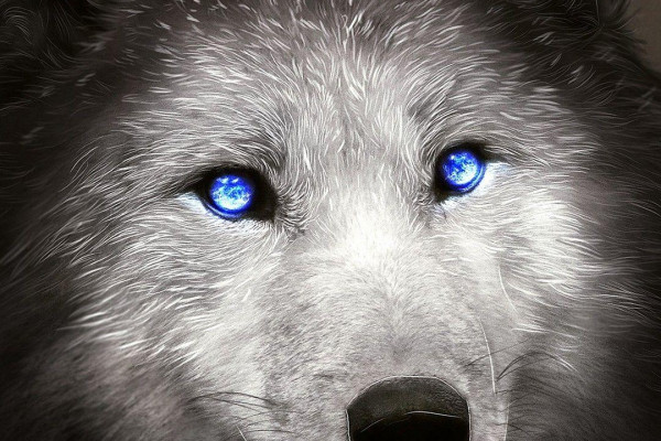 Wolf with Quote iPhone Wallpapers - Top Free Wolf with Quote iPhone ...