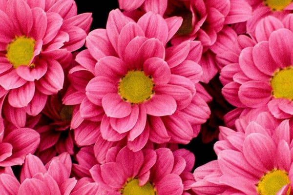 Floral Mac Wallpapers - Top Free Floral Mac Backgrounds - WallpaperAccess