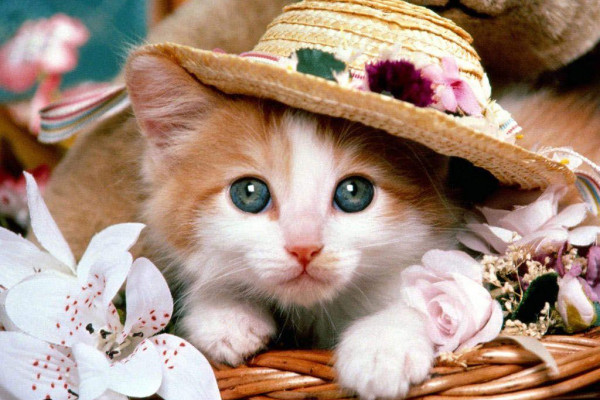 Cute Animals Hd Wallpapers For Mobile - Goimages Solo