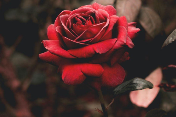 Dead Rose Wallpapers - Top Free Dead Rose Backgrounds - WallpaperAccess
