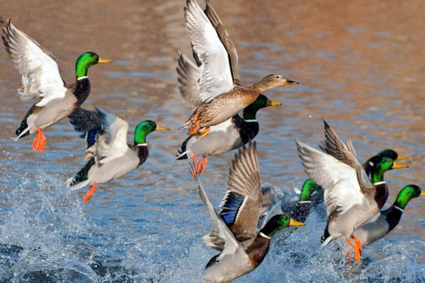 Duck Hunting Wallpapers Top Free Backgrounds Wallpaperaccess - Duck Camo Wallpaper For Walls