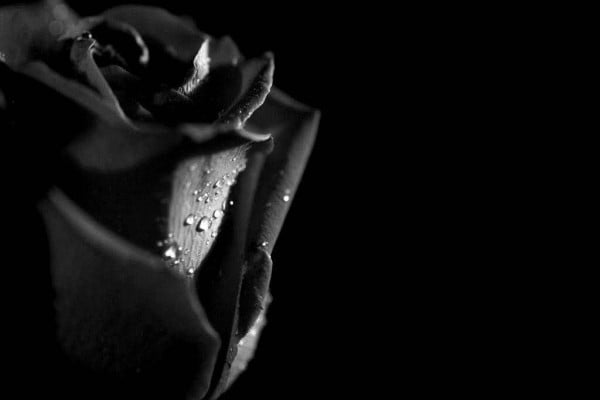 Black Rose Wallpapers - Top Free Black Rose Backgrounds - WallpaperAccess