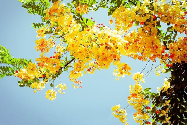 Cherry Blossom Yellow Wallpaper