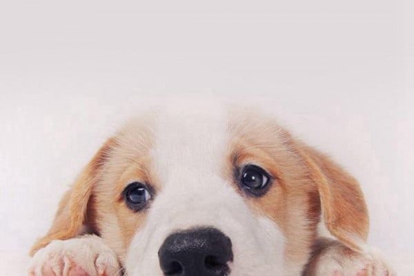  Dog  Galaxy  Wallpapers  Top Free Dog  Galaxy  Backgrounds  