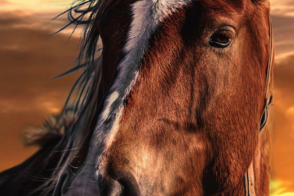 7 Horses Wallpapers - Top Free 7 Horses Backgrounds - WallpaperAccess