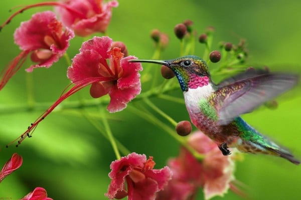 5347 Hummingbird Painting Images Stock Photos  Vectors  Shutterstock